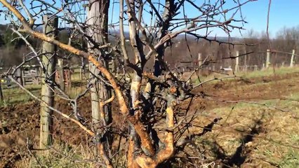 Collecting for Bonsai - The Boothe Farm 1-_iHs0GqkVdg