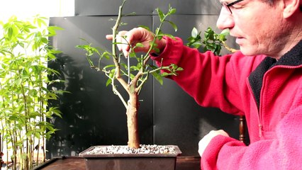 Donated Lemon trees update, Nov 2016-T6_2ScZp17E