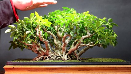 Dwarf Schefflera Bonsai, March 2015-k8foqj5hOgQ