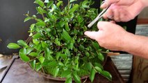 Ficus Microcarpa Bonsai, Aug 2016-JqgDr3YxSj0