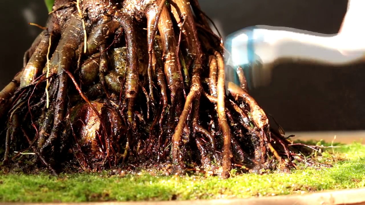 Ficus microcarpa bonsai, Nov 2016-VDjXc61Tqo8