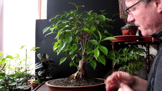 Ficus microcarpa Bonsai, Plain, Feb 2017-P1UgGvfZdgw