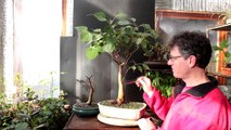 Ficus religiosa Bonsai, Jan 2017-VOlOmqO5mMQ