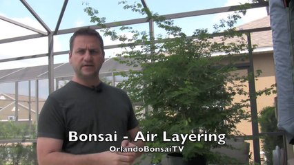 How To Bonsai - Air Layer Propogation-8Bp7-iZ2zec