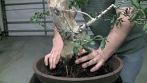 How to Bonsai - Repotting a tree and wiring in-Y5GNxqz8LqI