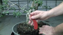 How to Bonsai - Root Raking Preparing for Repotting-4QQvmB1a04Q