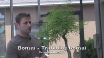 How To Bonsai - Trimming Bonsai Tree Care-t_66MXJYqG8