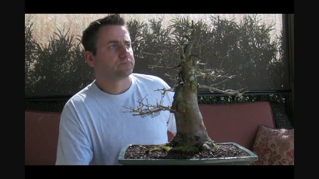 How to Bonsai Fertilizers - Systemic pesticide, herbicides, fungicides-x2i8KkkCMnQ