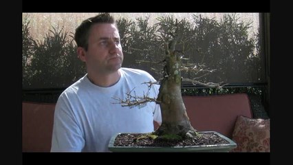 How to Bonsai Fertilizers - Systemic pesticide, herbicides, fungicides-x2i8KkkCMnQ