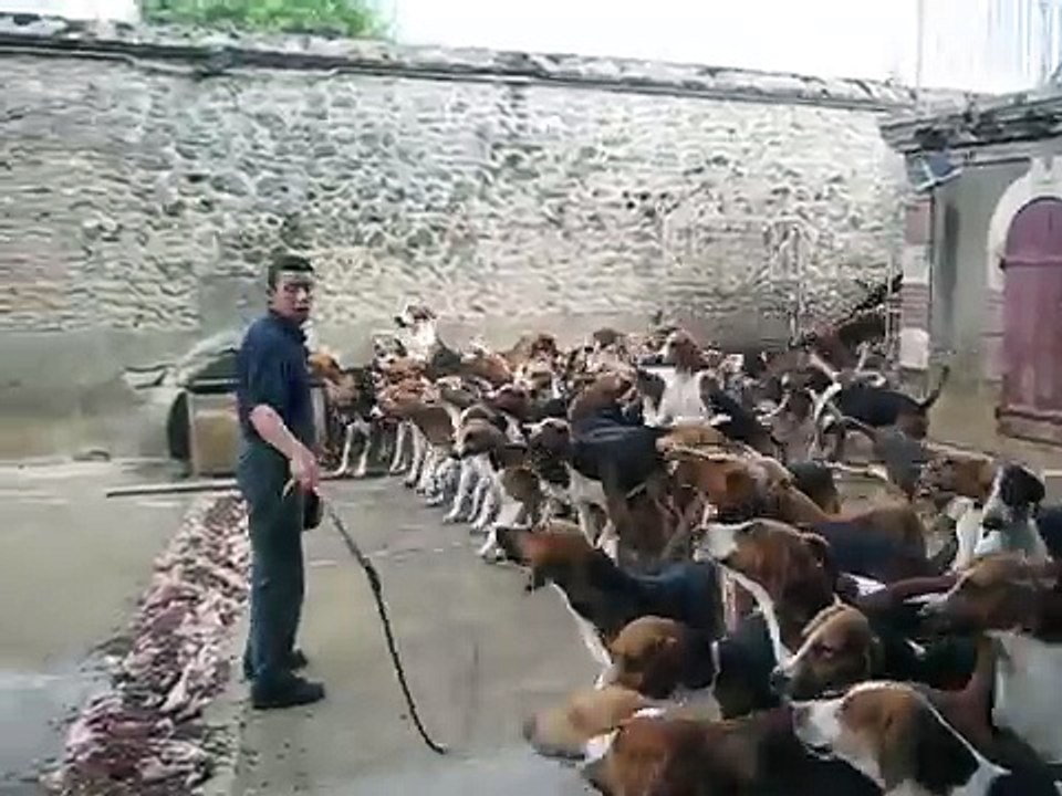 Crazy feeding frenzy with the hounds at Chateau Cheverny