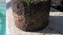 How to Bonsai soil - why use bonsai soil-HqM98OeU-7E