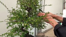 How to Prune a Chinese Elm Bonsai Tree EASY!!! - Peter Chan-MzxwsfFHA-8