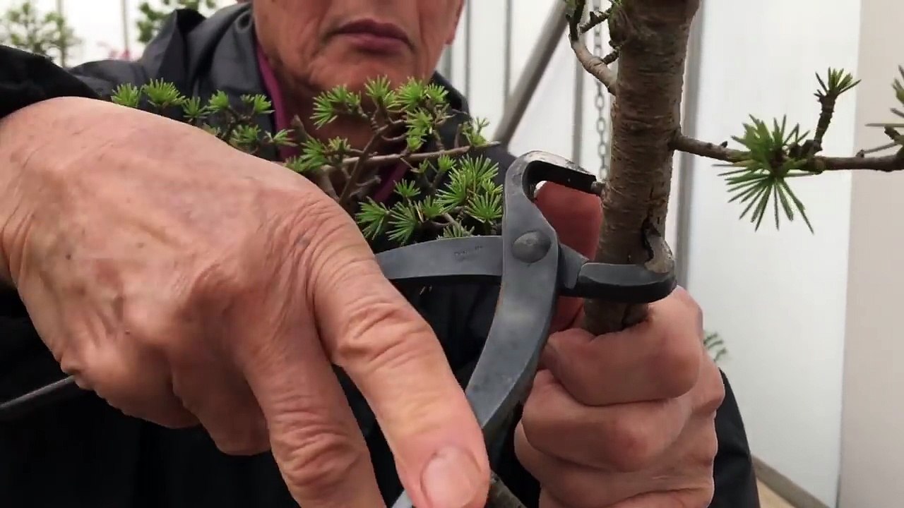 How to split a bonsai trunkMVXTuI7Is Video Dailymotion