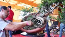 Juniper Bonsai demo by David Benavente-aDlNa8xaV3U