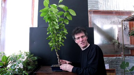 Lemon Tree Bonsai, April 2016-9GpCUDHCJvA