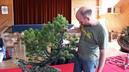 Peter Warren styles a Mugo Pine Bonsai-0hUB3EHE4HI