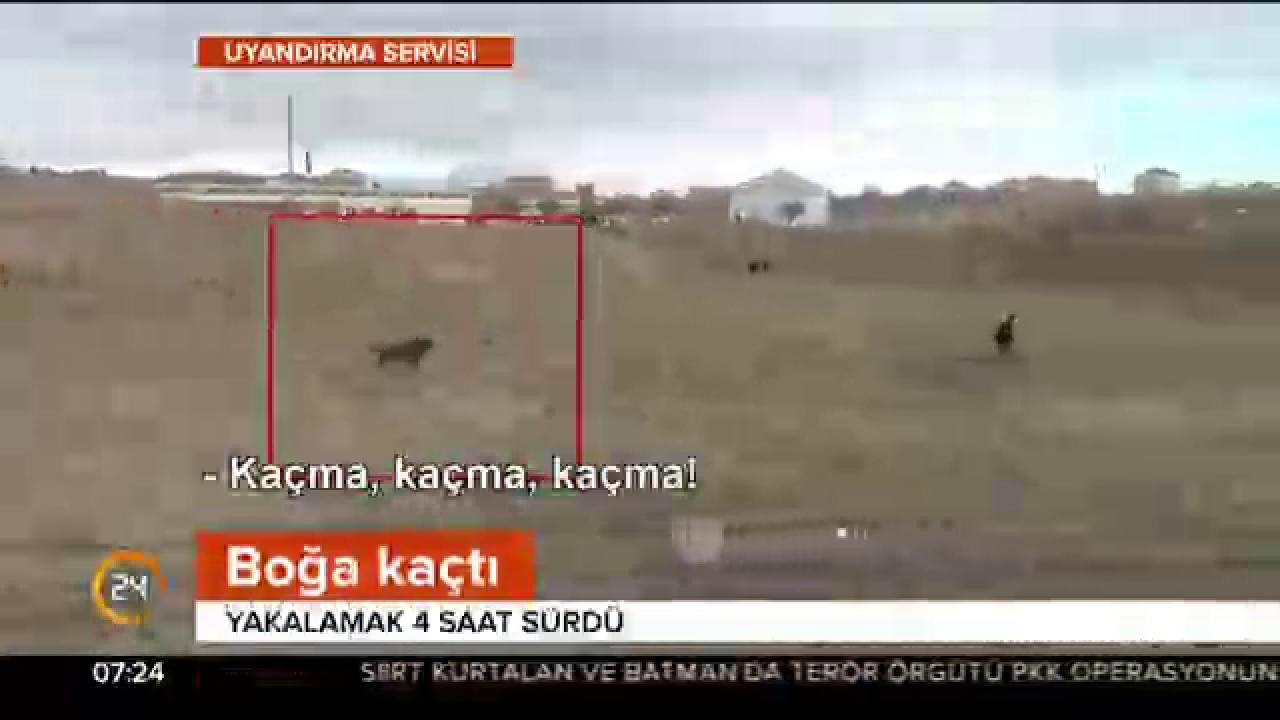Boğanın peşinde koştular