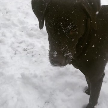 Dog Has Fun Amid Heavy Lake-Effect Snow in Southwest Michigan