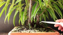 Sabre Leaf Ficus Bonsai, Sept 2016-haeBiF9KnQw