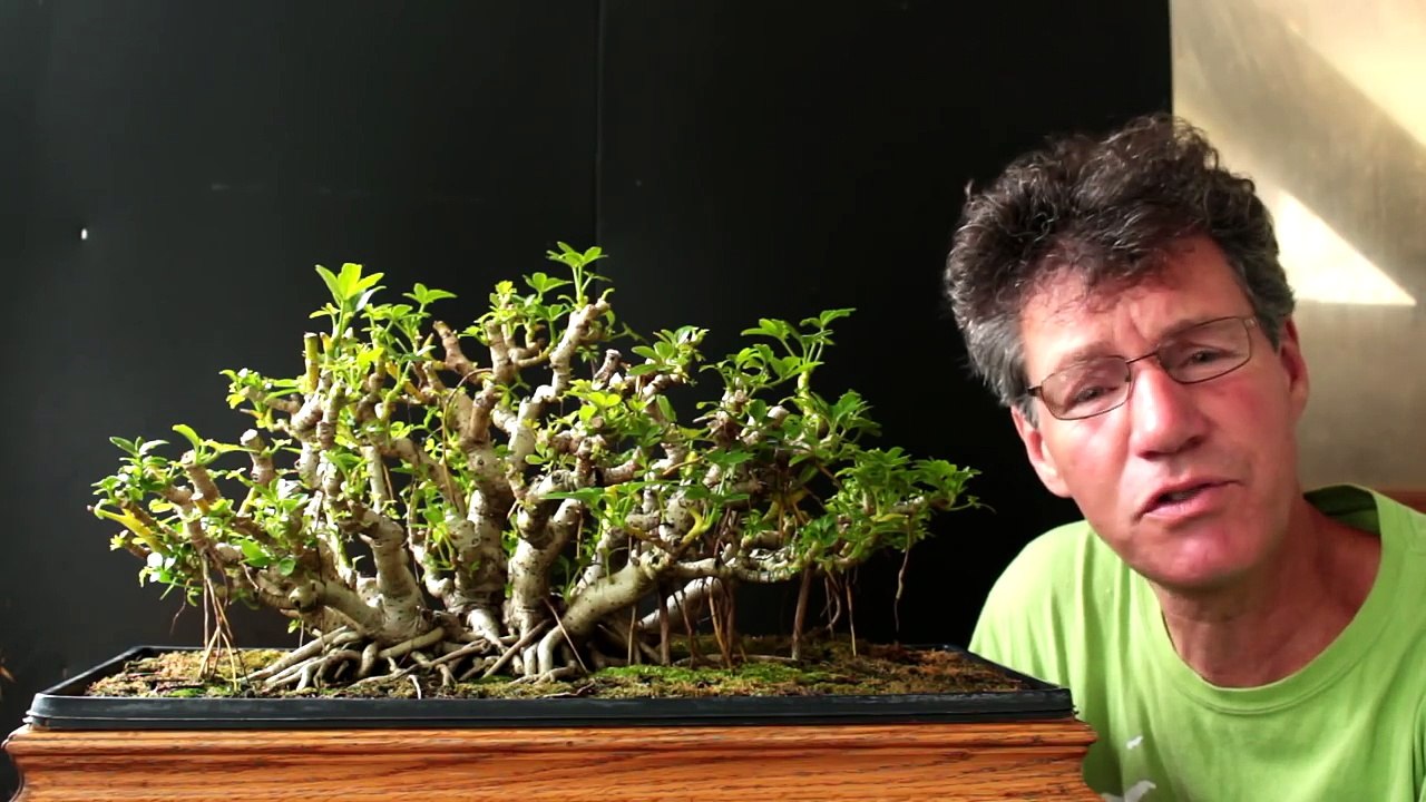 Schefflera Bonsai Update, July 2016-t5QbEzbDfLo