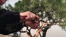 Styling and repotting an old Juniper bonsai tree _ Peter Chan-f7K1qpUX1d8