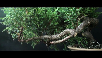 The Bonsai Zone, The Blade Runner Replicant, Oct 2017-hIrT60ERMmE