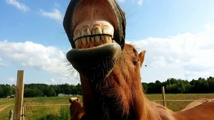 Easy Teeth Whitening At Home Without A Dentist