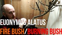 COLLECTED BONSAI - Repotting Euonymus Alatus (FIRE_BURNING BUSH)-nuQQ40Yt7T0