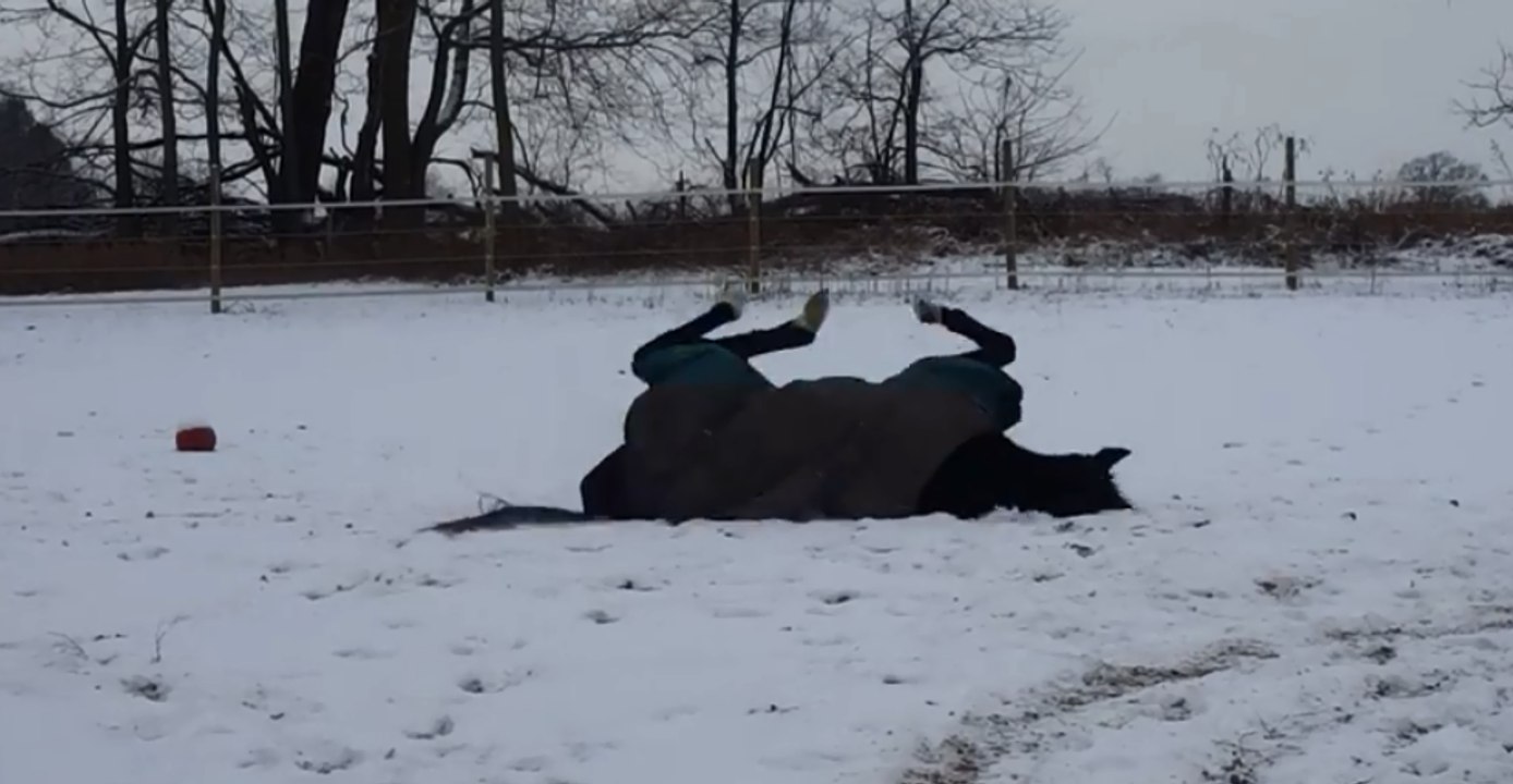 Rescue Horse Bella From Florida Frolicks in Mason Snow
