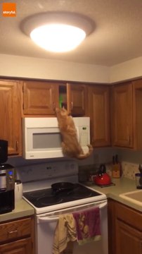 Ce chat affamé essaie d'atteindre le placard pour attraper ses croquettes... pas facile