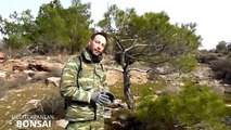 How To Collect Material For Bonsai - The Pine Tree (Pinus brutia)-j-vn_VRNUS4