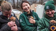 Ces images bouleversantes de chiens libérés d'une ferme canine par Human Society Internationale