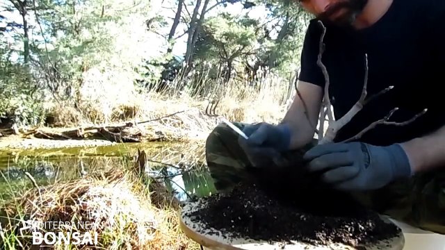 How To Create Bonsai Trees From Collected Material - The Fig Tree (Ficus Carica)-JC7UxHbWRhQ