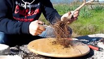 How To Create Bonsai Trees From Collected Material - The Plane Tree (Platanus)-gnMD0jwc8uE