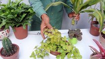 La vida oculta de las plantas-rfgpw9GocfI