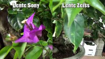 Lente Sony vs Lente Zeiss - Me ayudáis a mejorar la Escuela de Bonsai Online-bUYZF7d-2vc