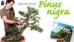 Pinus nigra with Valentin Brose--M2KsIaXB7A