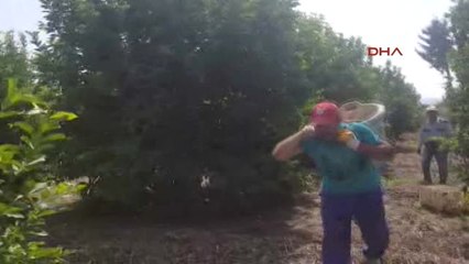 Muğla'da Narenciye Üreticisi Dertli