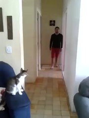 แมวทักทาย - cat high five