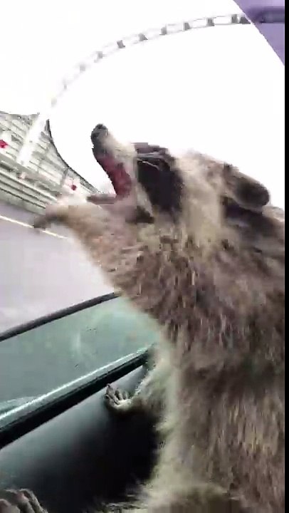 แรคคูนอ้าปากรับลม - raccoon rain