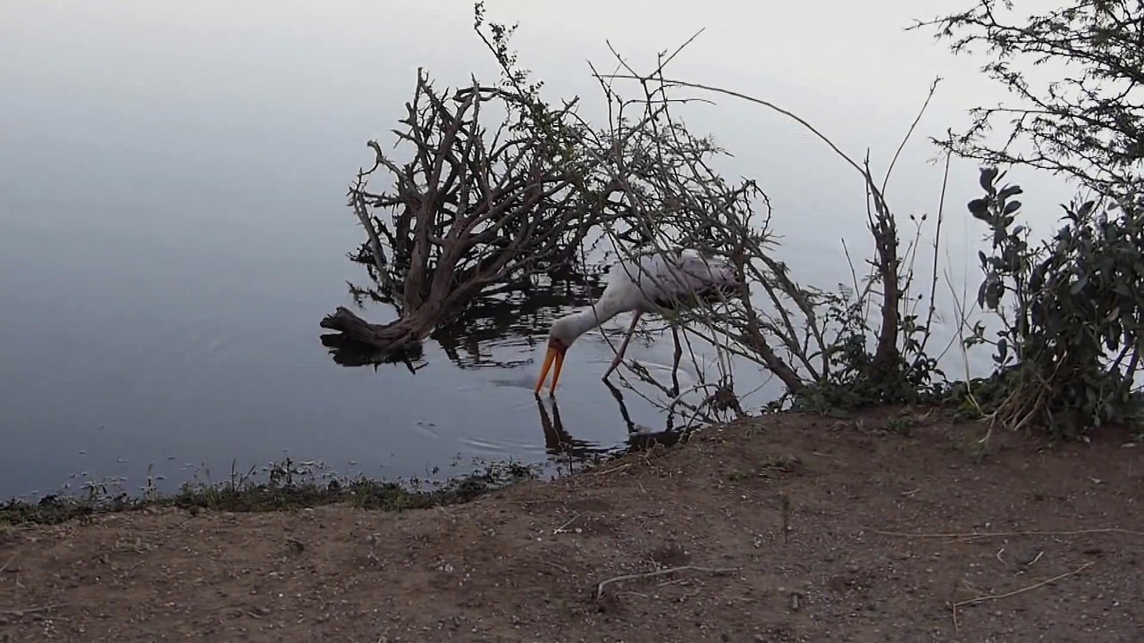 นกเจอจระเข้ - crocodile vs stork