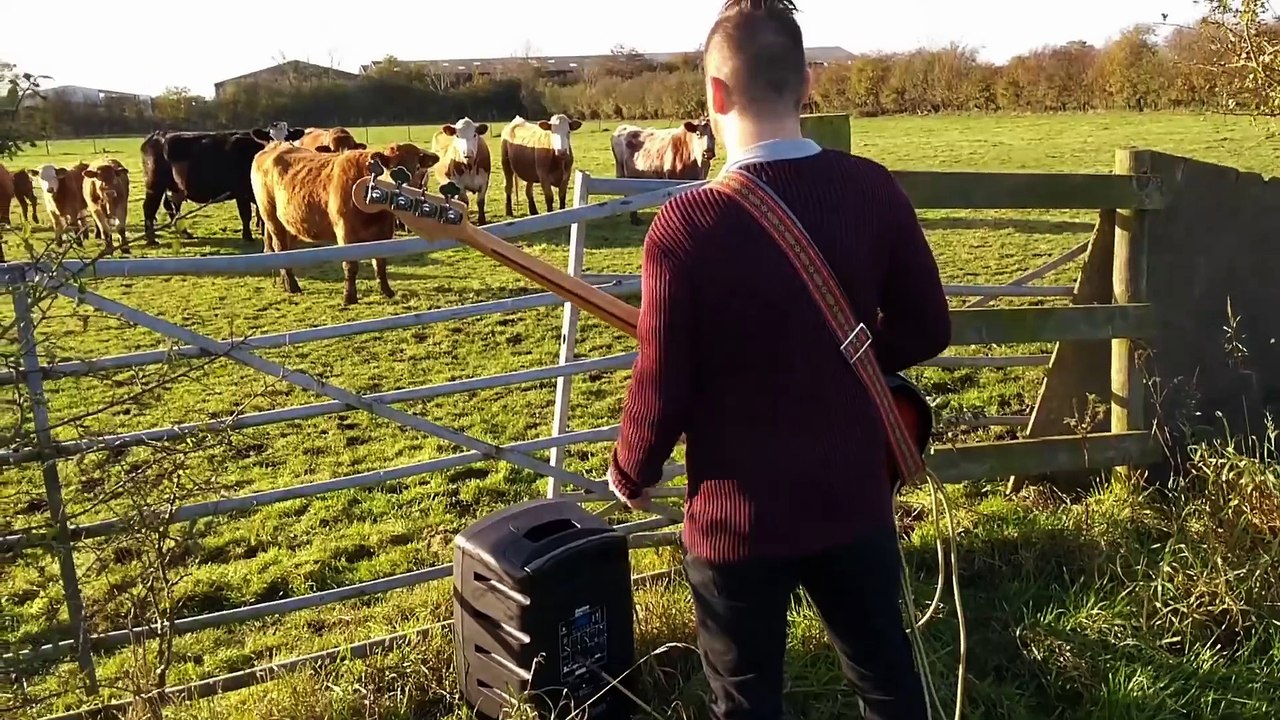 ผู้ชายเล่นกีตาร์ให้วัวฟัง - man play guitar cow