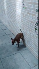 หมาอึ - dog poo wall