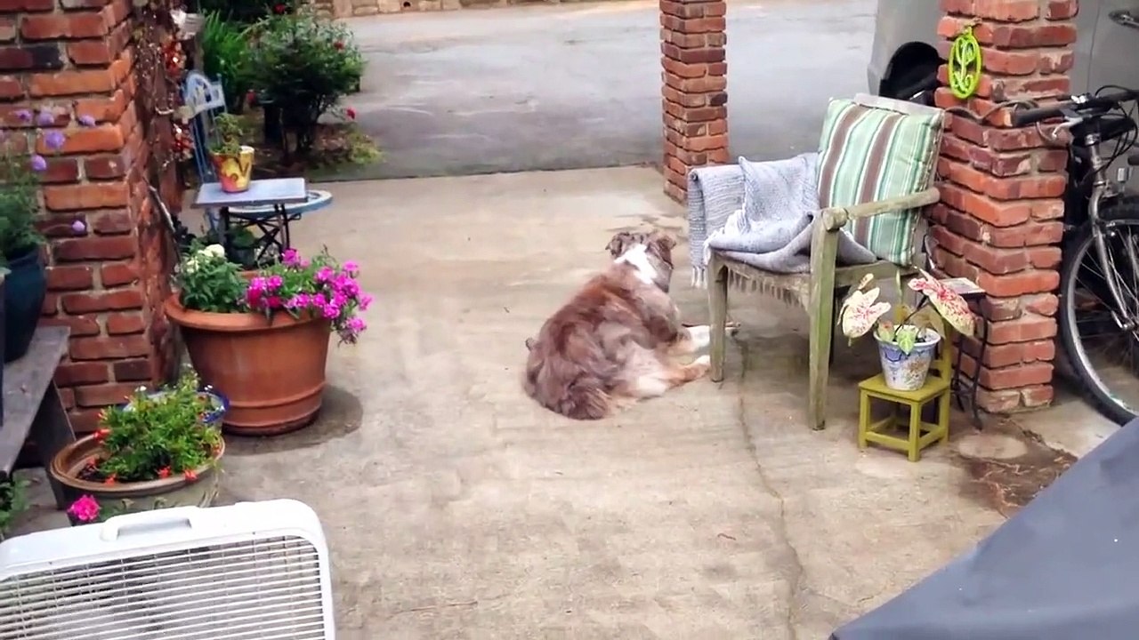 Cet oiseau pas timide du tout vient piquer des poils sur ce chien pour faire son nid