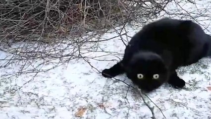 Un chat voit la neige pour la première fois