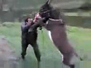 damn wild man knock out donkey fight with animal - YouTube