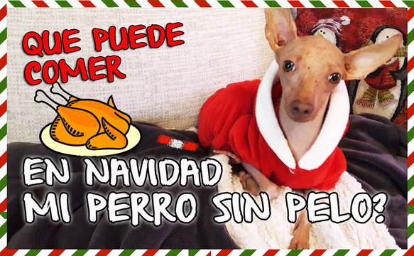 QUE PUEDE COMER MI PERRO SIN PELO EN NAVIDAD? - Peruvian Hairlesss Dog from Orgullo Viringo