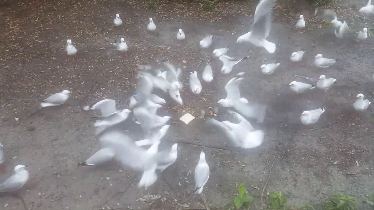 Mouettes vs Tranche de pain