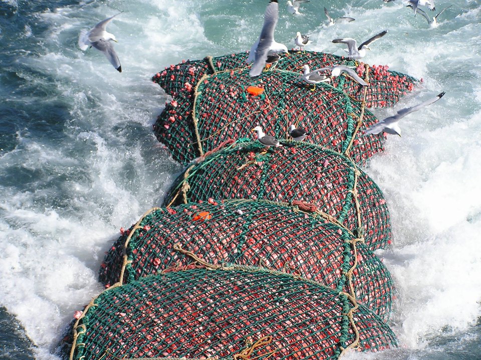 Awalnya dikira tumpukan sampah dibawah laut, Taktaunya sungguh mengejutkan!