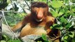 Proboscis monkey - Long Nosed Monkey